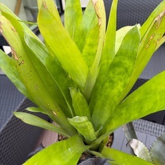 タンクブロメリア　3種類の画像