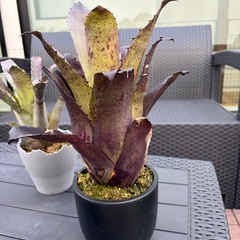 タンクブロメリア　3種類の画像