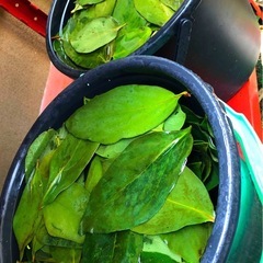 メダカに🍂柿の葉🍃抗菌効果.葉＊越冬準備に.計28枚.No.⑤の画像