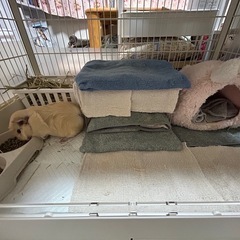 小動物ゲージ
の画像