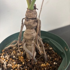 フィロデンドロン　セロウム　セローム　観葉植物　塊根植物　多肉植物　ビザールプランツ　レアプランツ　ガーデニング　植物　グリーン　趣味　盆栽　葉　花　庭　草の画像