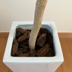 観葉植物フィカスウンベラータの画像