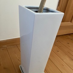 観葉植物フィカスウンベラータの画像