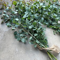 ボボラスの枝
の画像