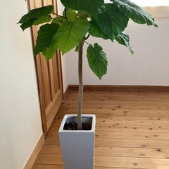 観葉植物フィカスウンベラータの画像
