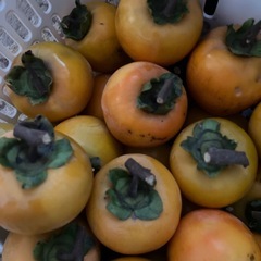 受け渡し決定しました、干し柿用渋柿完全無農薬栽培33個❣️の画像