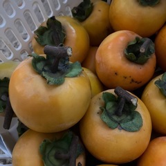 受け渡し決定しました、干し柿用渋柿完全無農薬栽培33個❣️の画像