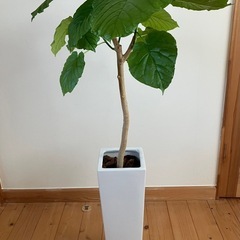 観葉植物フィカスウンベラータの画像