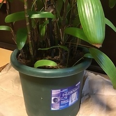 シュロチク　引き渡し限定の画像