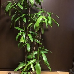 シュロチク　　引き取り限定