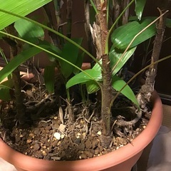 シュロチク　　引き取り限定の画像