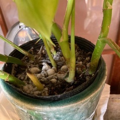 ヒメモンステラの画像