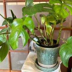 ヒメモンステラの画像