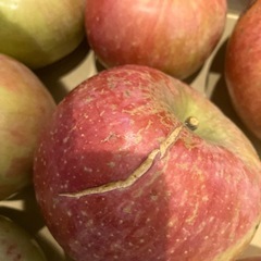 決定、ふじ　りんご15個の画像
