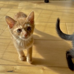 里親募集⭐️茶トラの男の子2ヶ月