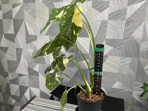 ⭐️お譲り先決定！❗️【観葉植物】育てやすい人気の品種！❗️モンステラタイコンステレーション（鉢、モスポールつき）