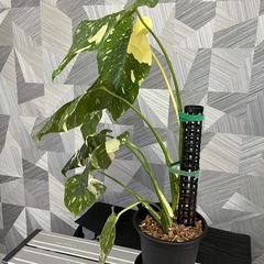 【観葉植物】育てやすい人気の品種！❗️モンステラタイコンステレーション（鉢、モスポールつき）の画像