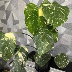 【観葉植物】育てやすい人気の品種！❗️モンステラタイコンステレーション（鉢、モスポールつき）の画像