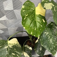 【観葉植物】育てやすい人気の品種！❗️モンステラタイコンステレーション（鉢、モスポールつき）の画像