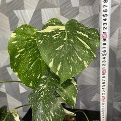 【観葉植物】育てやすい人気の品種！❗️モンステラタイコンステレーション（鉢、モスポールつき）の画像