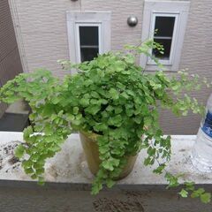 観葉植物アジアンタム 9月に植替え後新葉品 陶製塗鉢入り 取りに来ていただける方 受け渡し日時自由の画像