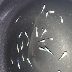 メダカ緑光　めだか6匹での画像