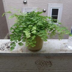 観葉植物アジアンタム 9月に植替え後新葉品 陶製塗鉢入り 取りに来ていただける方 受け渡し日時自由の画像