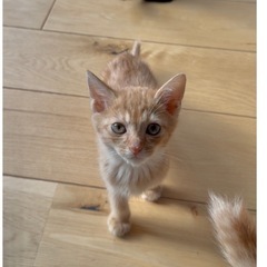 里親募集⭐️茶トラの男の子2ヶ月 - 札幌市