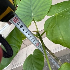 ウンベラータ　70cmくらい　①の画像