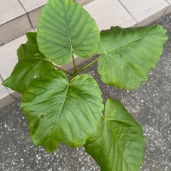 ウンベラータ　70cmくらい　①の画像