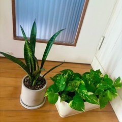 サンスベリア ゼラニカ41.5cm 陶器鉢+ ポトス ゴールデンの画像