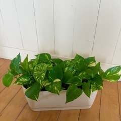 サンスベリア ゼラニカ41.5cm 陶器鉢+ ポトス ゴールデンの画像