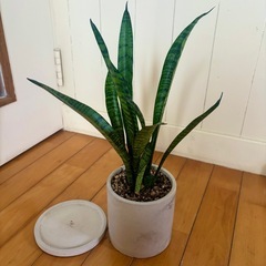サンスベリア ゼラニカ41.5cm 陶器鉢+ ポトス ゴールデンの画像