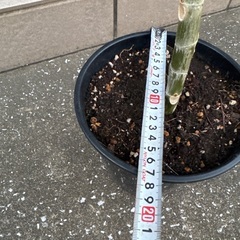 ウンベラータ　70cmくらい　①の画像