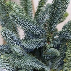 クリスマスアレンジメント2025　キッシングボールの画像