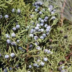 クリスマスアレンジメント2025　キッシングボールの画像