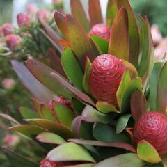 クリスマスアレンジメント2025　キッシングボールの画像