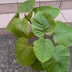 ウンベラータ　50cm  ②の画像