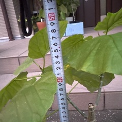 ウンベラータ　50cm  ②の画像