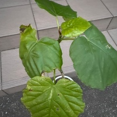 ウンベラータ　65cmくらい　③の画像