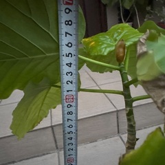 ウンベラータ　65cmくらい　③の画像