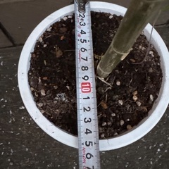 ウンベラータ　65cmくらい　③の画像