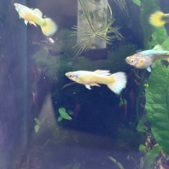 フルゴールドグッピー　
の画像