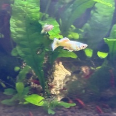 フルゴールドグッピー　
の画像