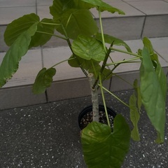 ウンベラータ　45cmくらい　④の画像