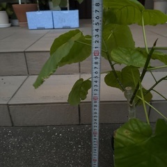 ウンベラータ　45cmくらい　④の画像