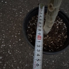 ウンベラータ　45cmくらい　④の画像