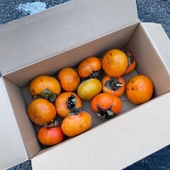 柿　【受け渡し決定致しました】の画像