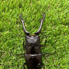 ギラファノコギリクワガタ成虫♂ 3匹セットの画像