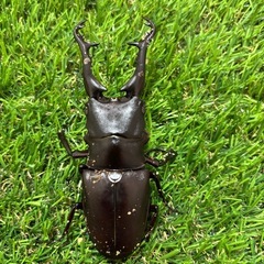 ギラファノコギリクワガタ成虫♂ 3匹セットの画像